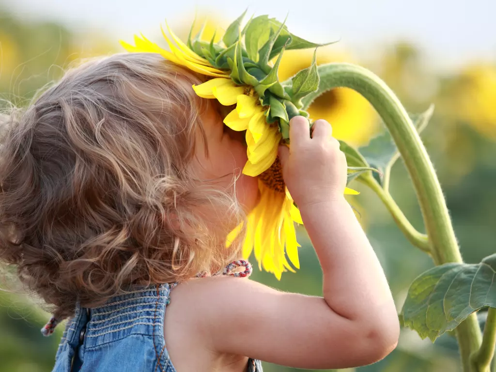 Kind mit Gesicht in Sonnenblume